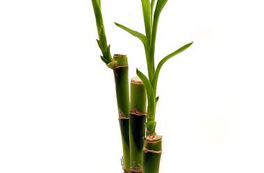 Árbol de Bambú